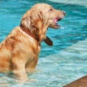 Water Safety for Pets