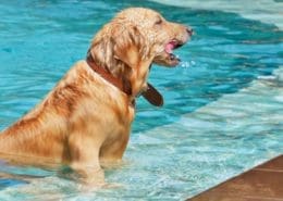 Water Safety for Pets