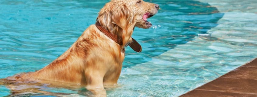 Water Safety for Pets